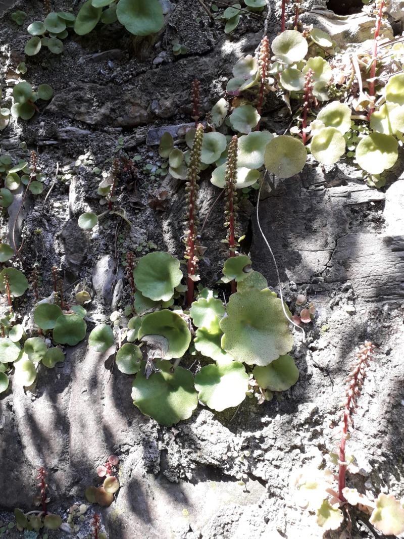 Pianta su muro in ombra da determinare. RISOLTO: Umbilicus rupestris